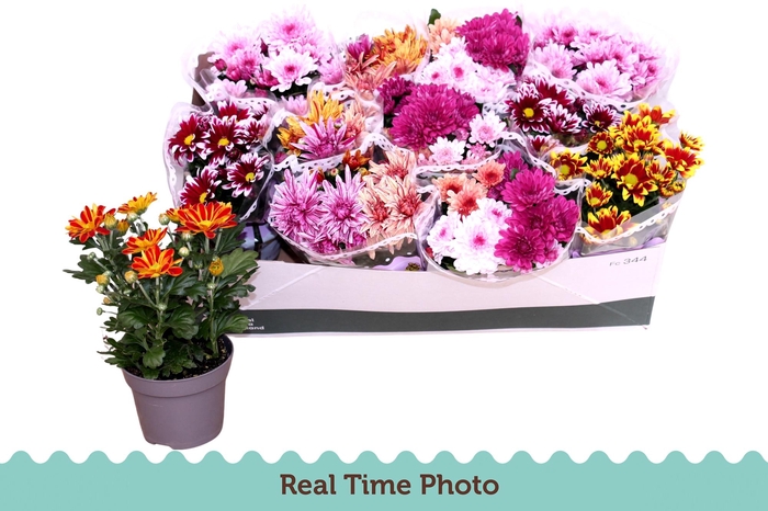 <h4>CHRYS GEM 6 KL</h4>