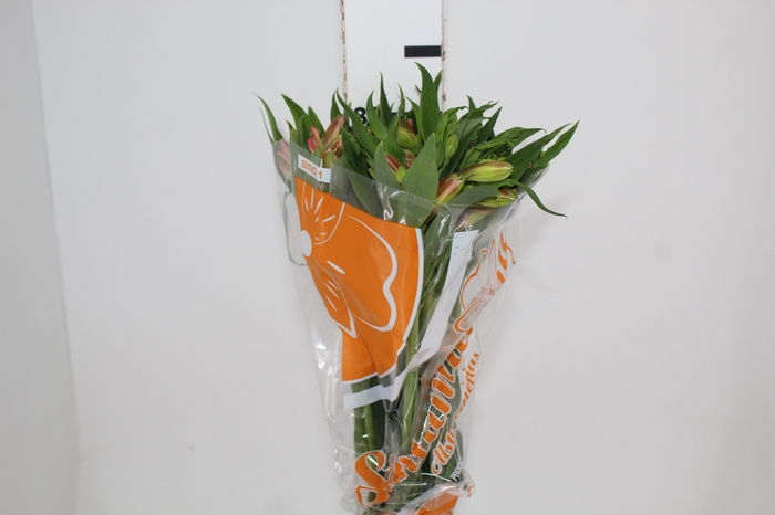 <h4>ALSTROEMERIA MODENA 080 CM</h4>