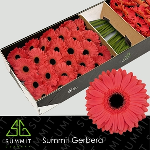 Gerbera Jamilla  Doos
