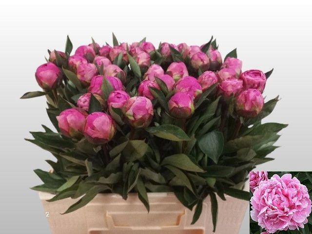 <h4>PAEO L ALEX FLEMING</h4>