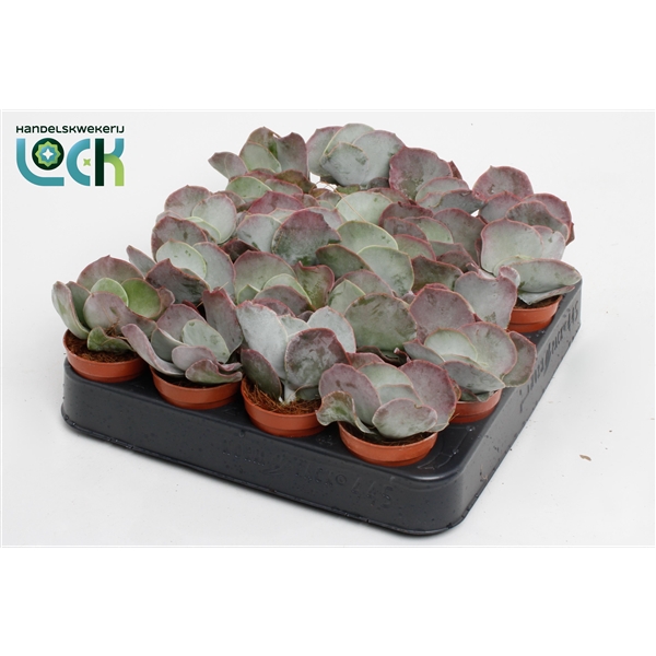 <h4>Cotyledon Undulata</h4>