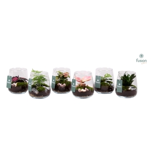 Glazen vaas Alzada met plantmix