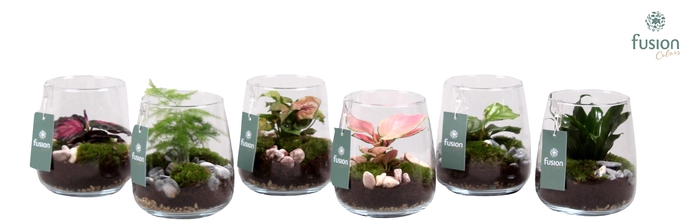 <h4>Glazen vaas Alzada met plantmix</h4>