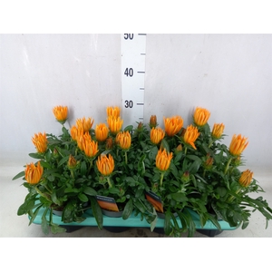 Gazania splen. 'Giant Deep Orange'
