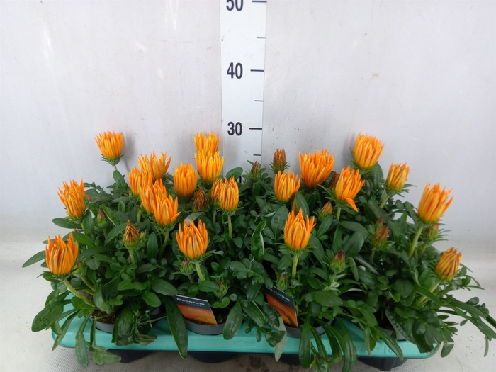 <h4>Gazania splen. 'Giant Deep Orange'</h4>