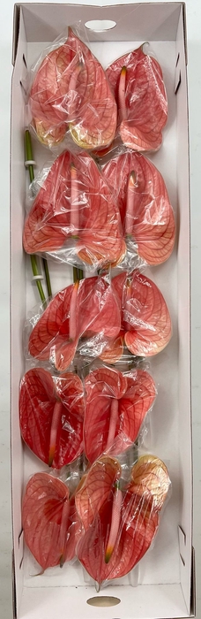 <h4>Anthurium Nunzia (price x box) 12 st.</h4>