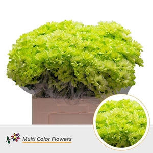 Chr. Tr 'Kennedy' DYED Green Mint