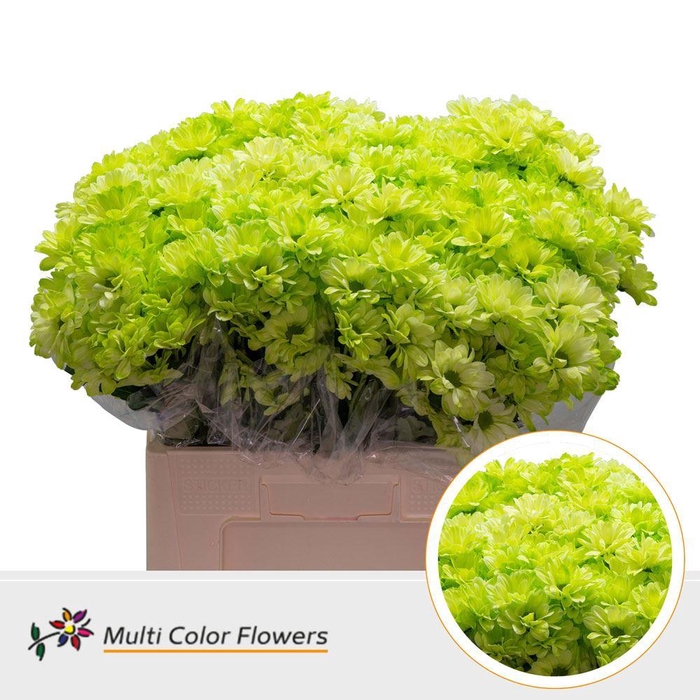 <h4>Chr. Tr 'Kennedy' DYED Green Mint</h4>