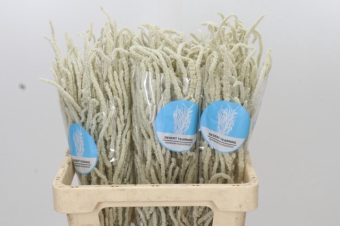 <h4>Amaranthus Yearming Desert</h4>
