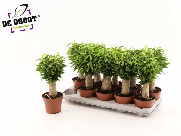 <h4>FIC BE NATASJA</h4>