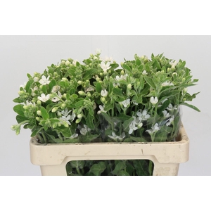 Oxypetalum coeruleum 'Perfect White Harmony'