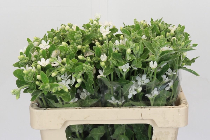 <h4>Oxypetalum coeruleum 'Perfect White Harmony'</h4>