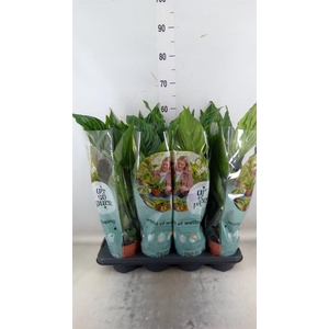 Spathiphyllum  'Sweet Ricardo'