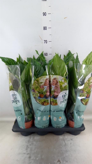 <h4>Spathiphyllum 'Sweet Ricardo'</h4>