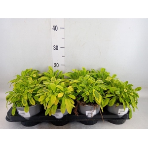 Salvia officinalis 'Icterina'