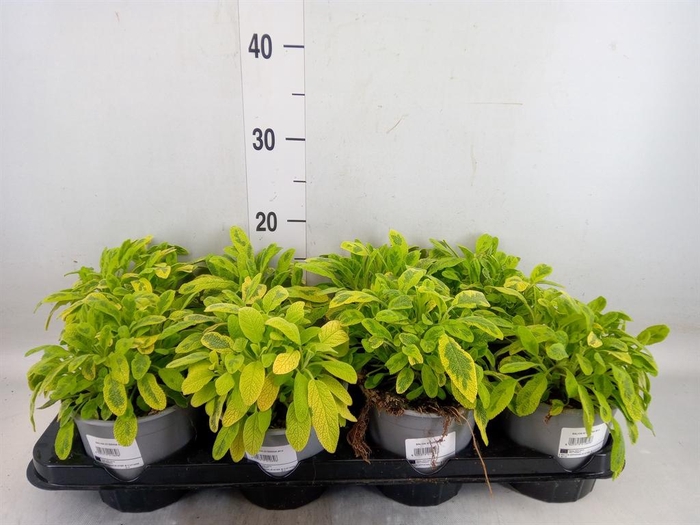 <h4>Salvia officinalis 'Icterina'</h4>