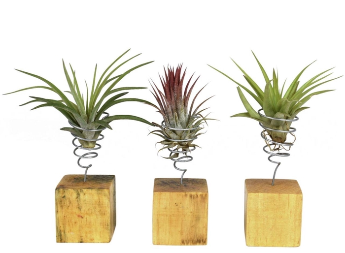 <h4>ARR TILLANDSIA</h4>
