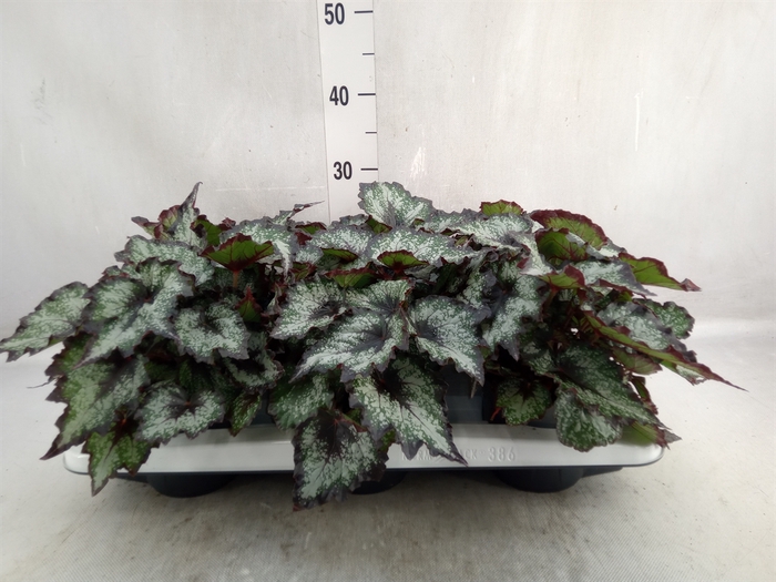 Begonia BD 'Green Valley'