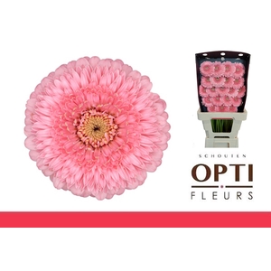 Germini Pomponi Piggy Diamond