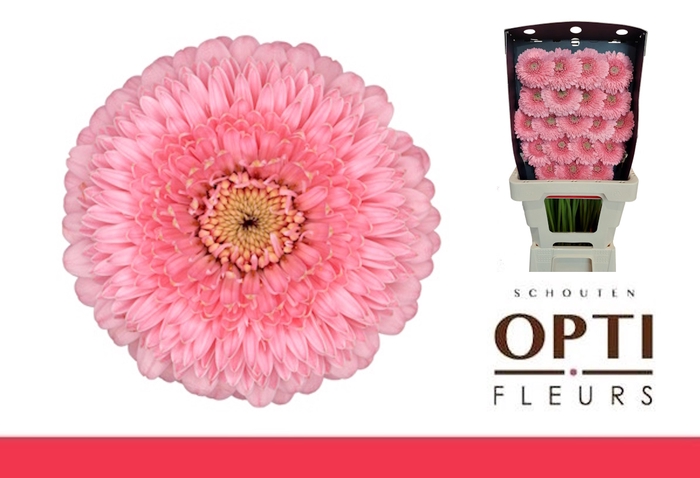 Germini Pomponi Piggy Diamond