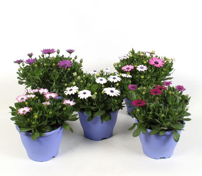 arr8 Osteo 3 Kleuren Mixbox