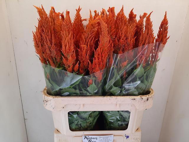 <h4>Cel P Sunday Orange</h4>