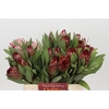 Protea Robijn