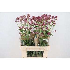 CENTRANTHUS RUBER ROSEUS 090CM