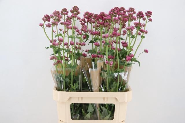 <h4>CENTRANTHUS RUBER ROSEUS 090CM</h4>