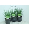 Molinia Caerulea Heidebraut