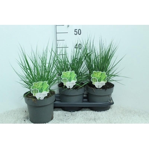 Molinia Caerulea Heidebraut