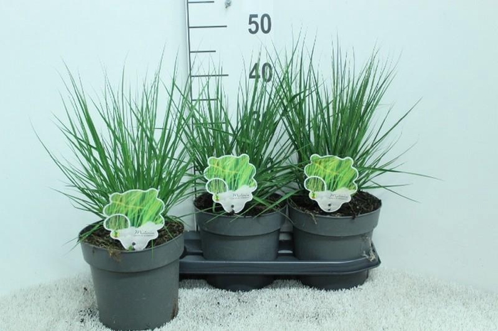 <h4>Molinia Caerulea Heidebraut</h4>