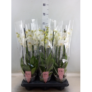 Phalaenopsis  'Ant Inverness'