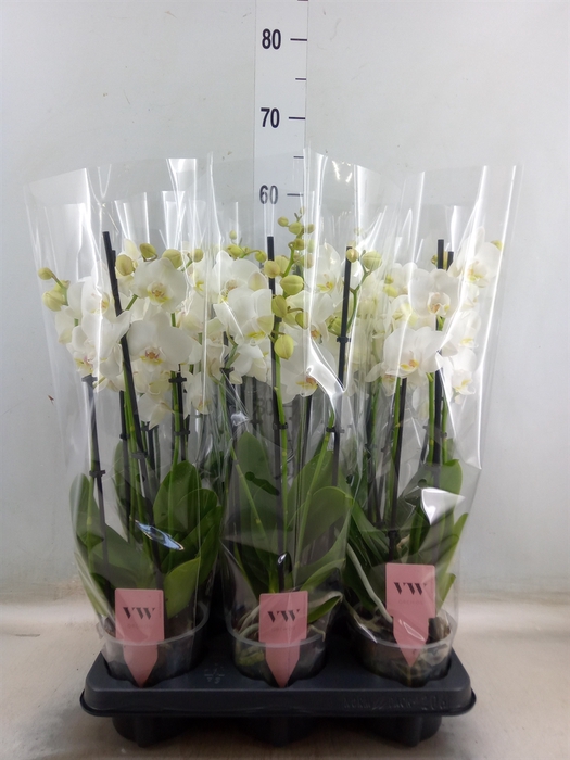 <h4>Phalaenopsis  'Ant Inverness'</h4>