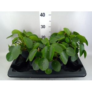 Pilea peperomioides