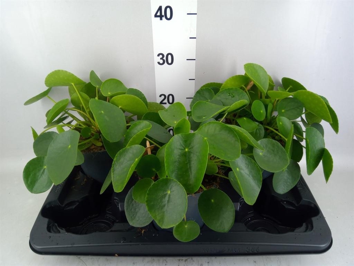 Pilea peperomioides