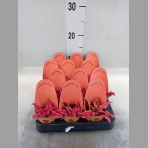 Cryptanthus   ...mix