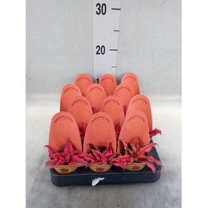 Cryptanthus   ...mix