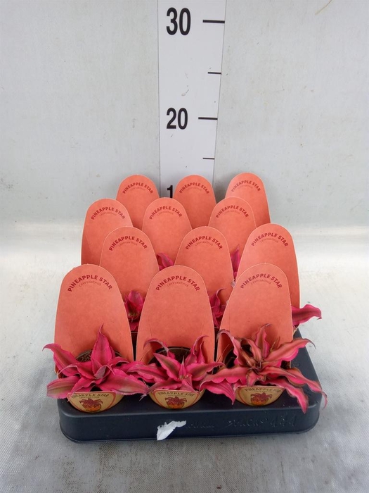 <h4>Cryptanthus   ...mix</h4>