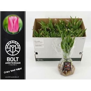 TULIPA EN PINK BAG x12