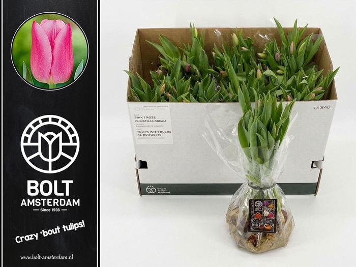 <h4>TULIPA EN PINK BAG x12</h4>