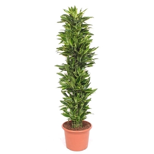 Dracaena Golden Coast