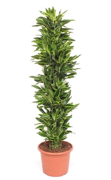 <h4>Dracaena Golden Coast</h4>