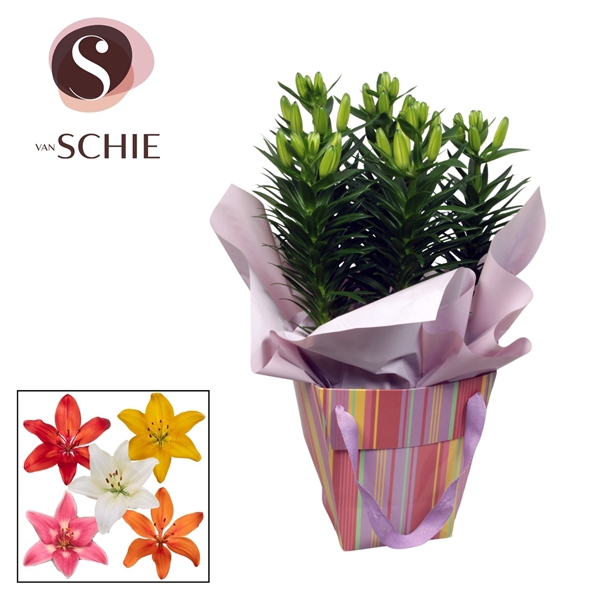 Aziaat Mix 19cm Bag STRIPES