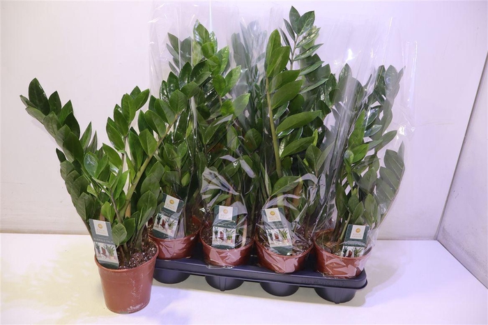 <h4>Zamio Zamiifolia</h4>