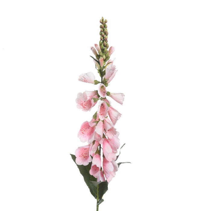 <h4>AF Digitalis L96cm L.Pink</h4>