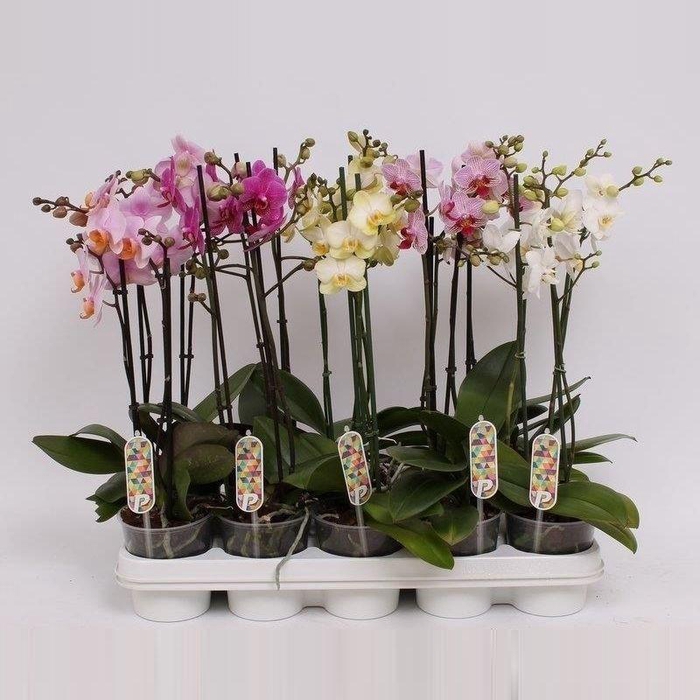 <h4>Phal. Multiflora 2-tak mix "Twinmix" 22+ 5 kleuren</h4>
