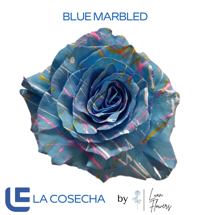<h4>R GR TINTED BLUE MARBLED EQ</h4>