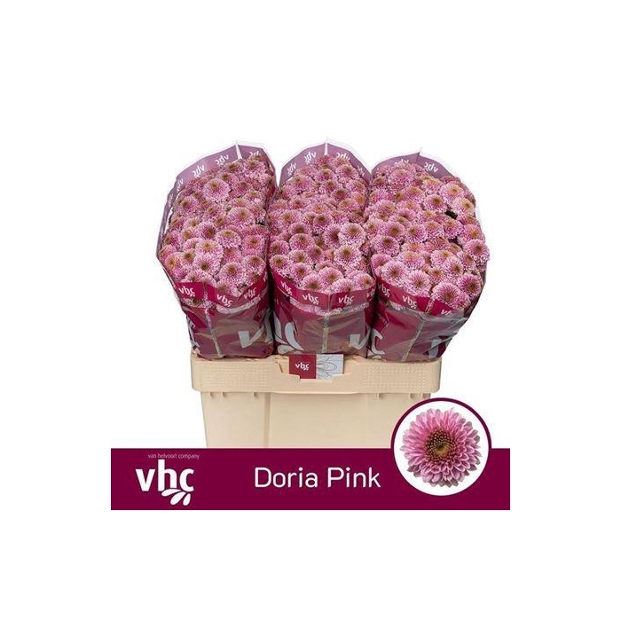 <h4>Chr S Aaa Doria Pink</h4>