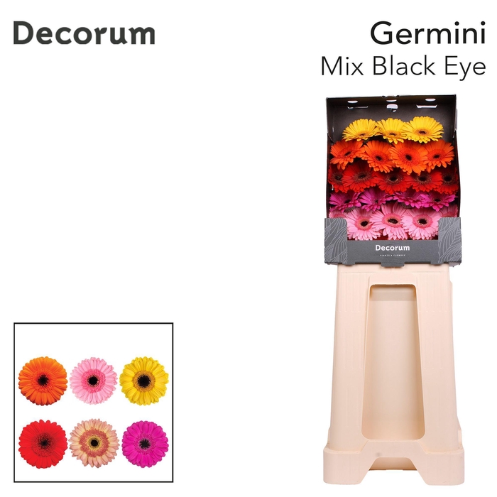 <h4>Germini Mix Zwart Hart Diamond</h4>